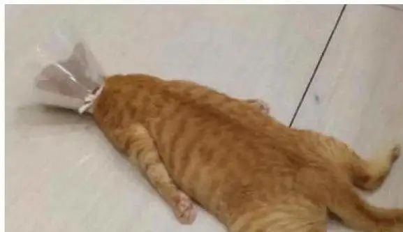 给猫绝育是最大的谎言,看完再决定要不要给猫绝育