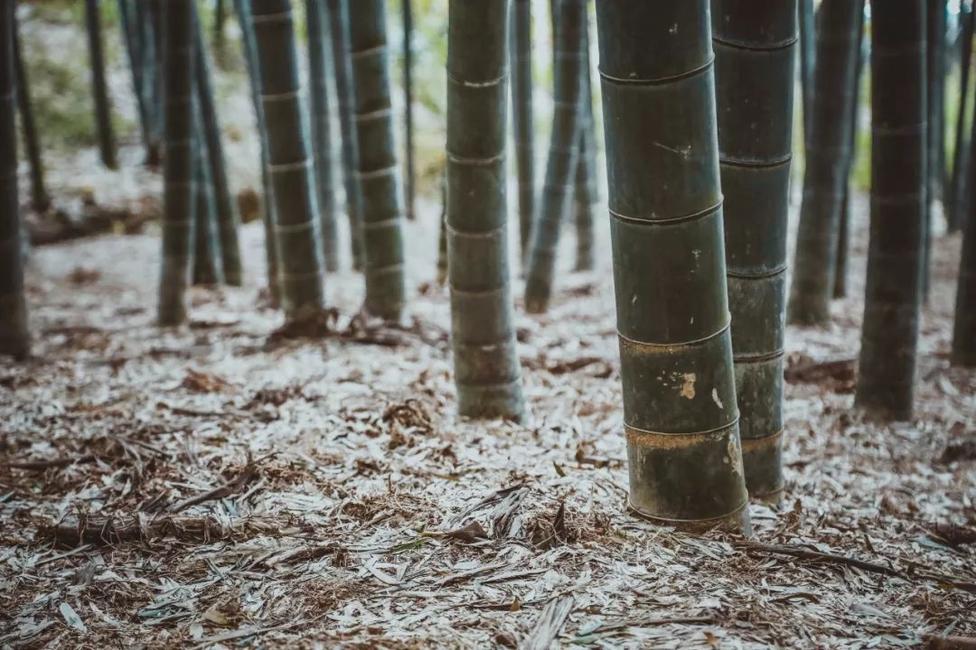 人间美味之冬笋,人间美味嫩笋