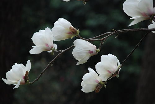 白玉兰花洁白如玉,白玉兰花冰肌玉骨