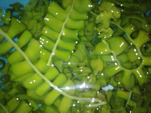 史上最全面的海鲜大咖,史上最全海鲜视频