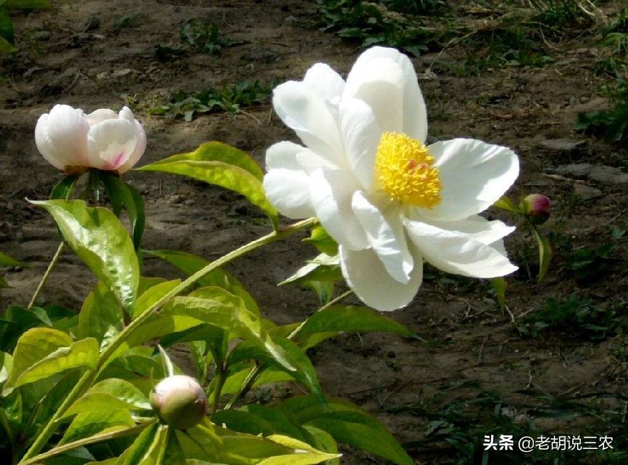 白芍种植技术及亩收益标准,白芍药材亩产多少