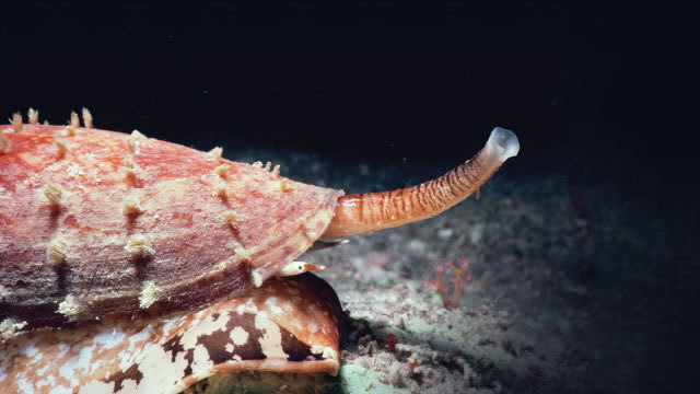 世界上最危险的五种动物第一名,看起来可怕却并不危险的动物