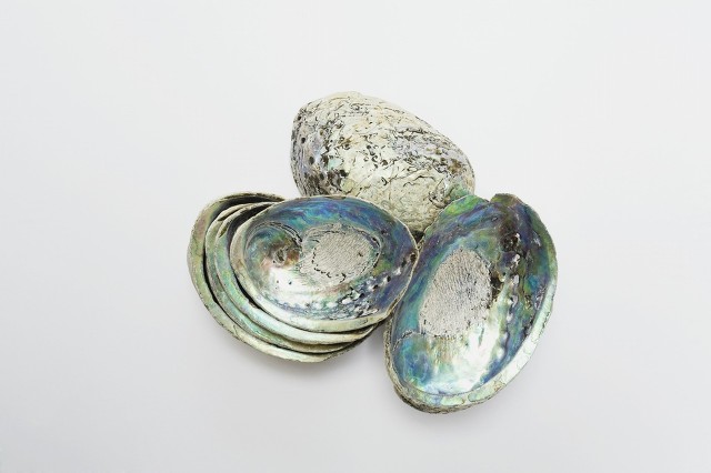 每日一中药茯苓,中医药材决明子