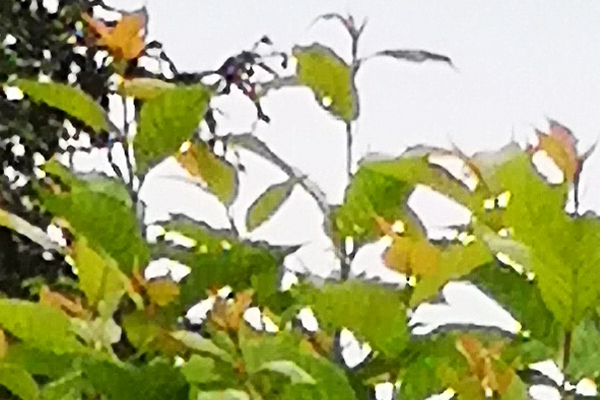 樱桃树缺铁怎么补救最好,樱桃树缺磷有什么症状