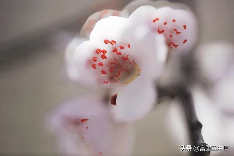 桃花怎么拍才好看,桃花怎么拍摄才能出新意