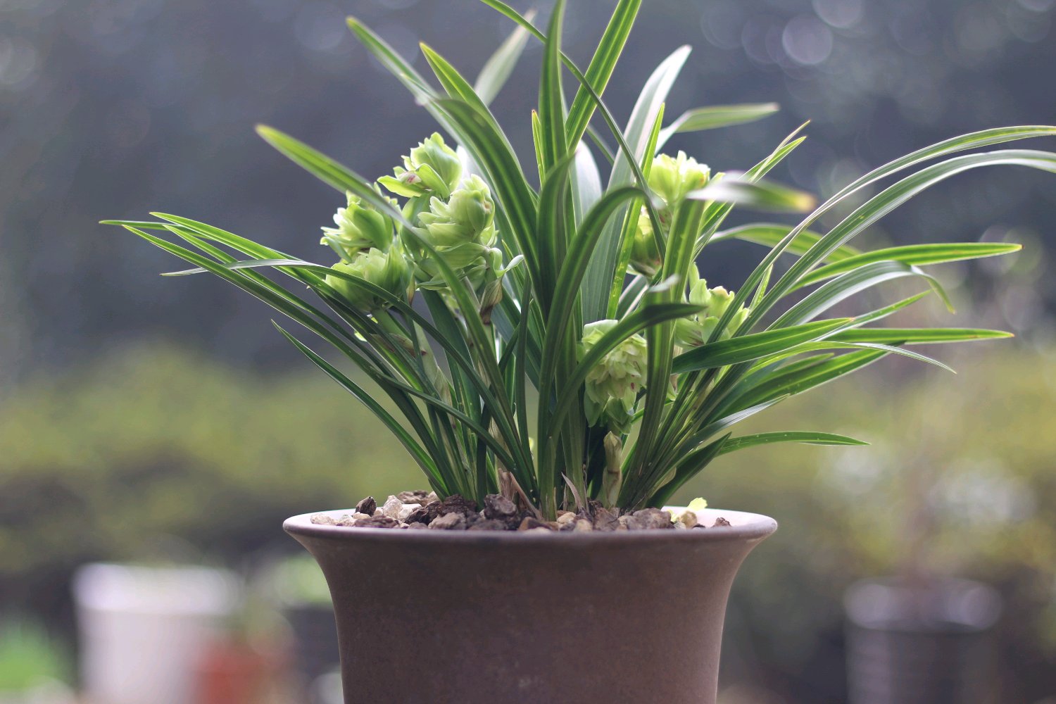 矮种兰花易养花香开花好看的品种,给新手推荐几款养不死的兰花品种