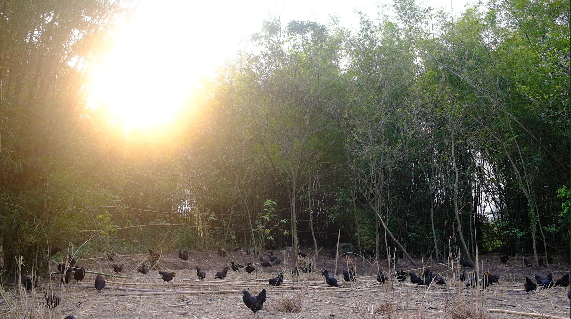 卖完公鸡留母鸡生蛋，不按斤按盒卖70-100块，居然收入千万