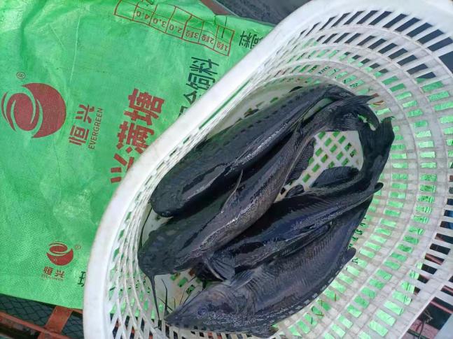 叉尾鮰养殖喂什么,叉尾鮰鱼的自养方法