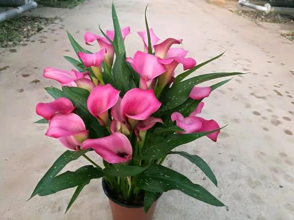 5种花不怕旱就怕涝,三种最怕缺水的花