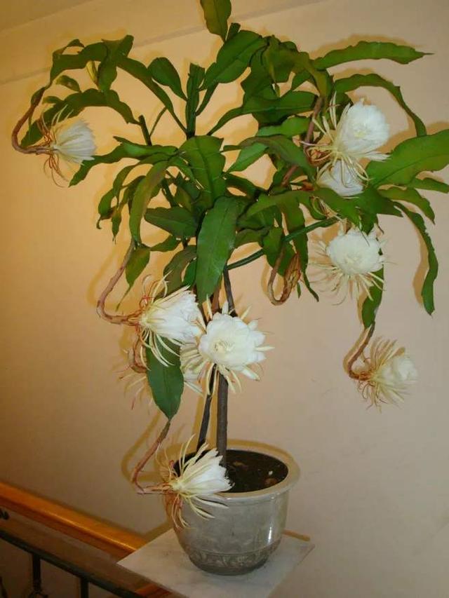 琼花能开多久,琼花为什么在晚上开