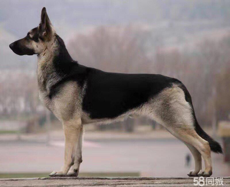 狼犬的故事,狼犬一般有多高