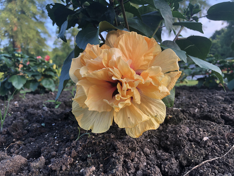 精灵之约•节气“植”说│上海的二十四节气花园小暑