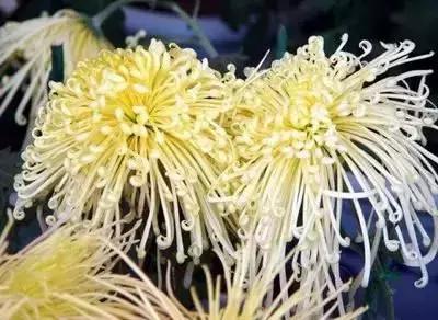 100种花的花语以及送花礼仪分享,100种花的名字和图片带花语