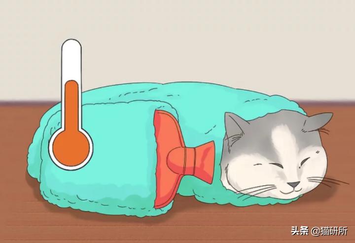 气温骤降猫咪拉软便,预防猫咪应激