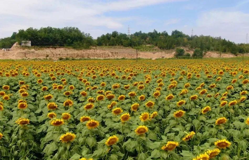 白银市党代会报告全文,白银区第十五届人代会