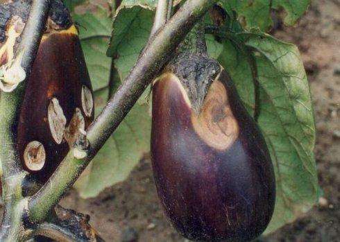 茄子结果期黄叶病用什么药,茄子褐纹是什么症状