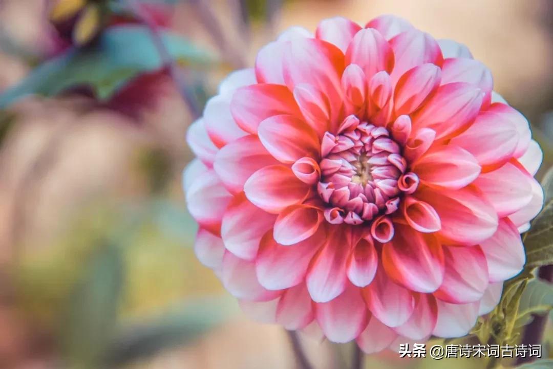 8首歌咏杏花唯美古诗词,春日游杏花吹满头陌上谁家年少