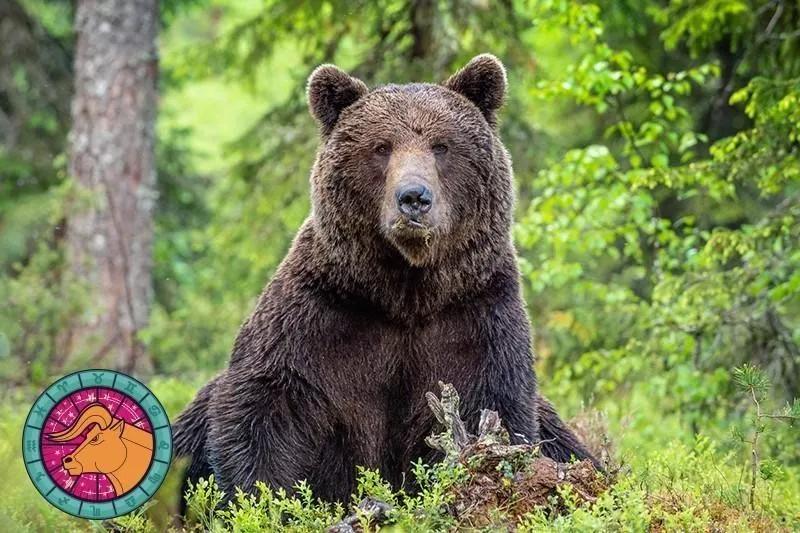 十二星座运势野兽,如何知道自己星座最适合的动物