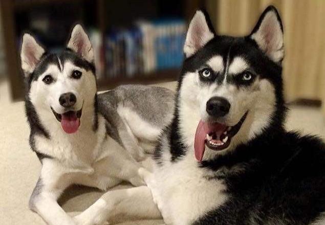 哈弗全新车上市,哈弗新车正式命名