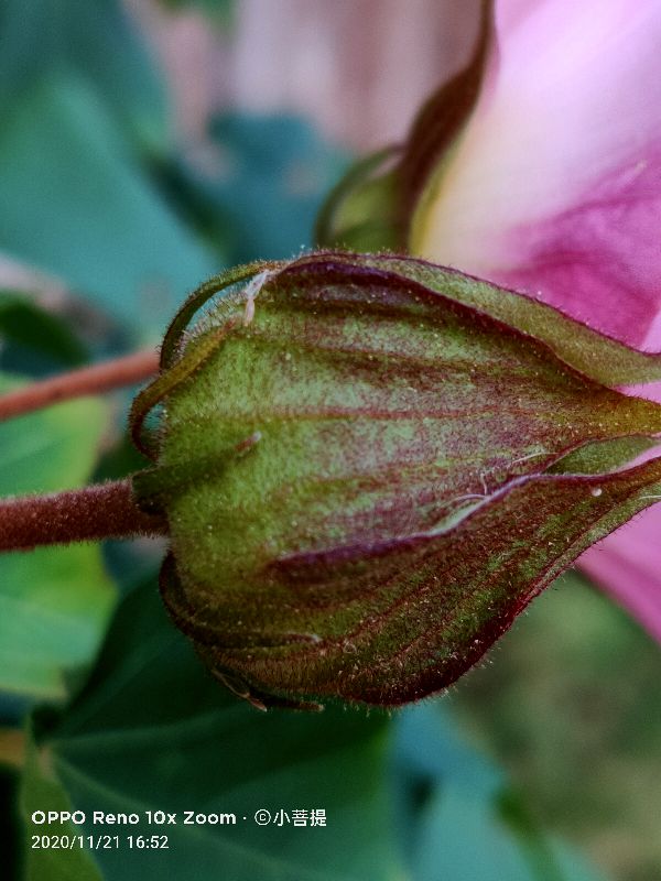 这种花通常用来比作美丽的女子，有人拿来做药，还有人当野菜吃