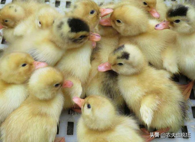 如何分辨小鸭苗是公是母,20天青头鸭苗怎么分公母