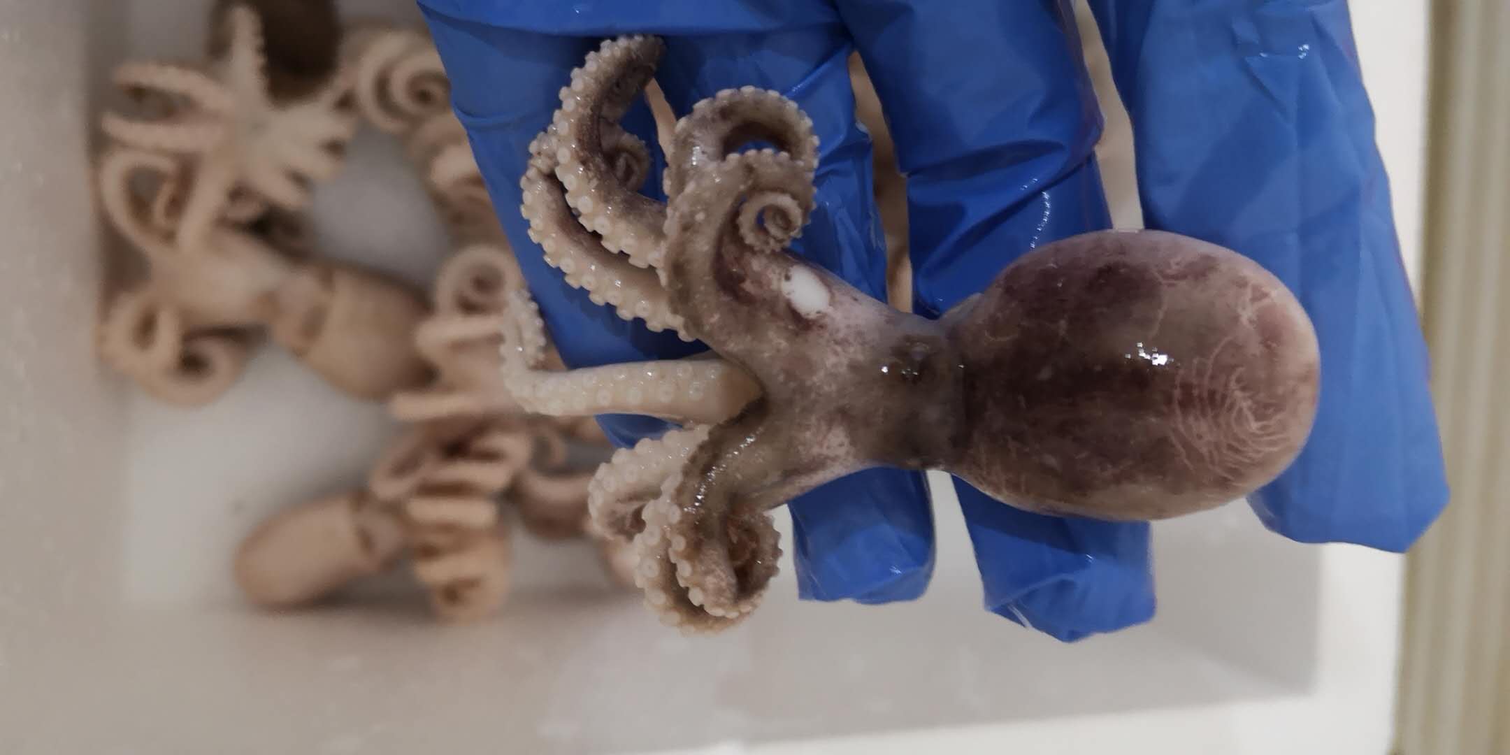 盘它！老不大俗称小八爪！