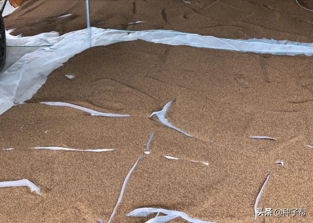 饲料桑品种,饲料桑品种介绍