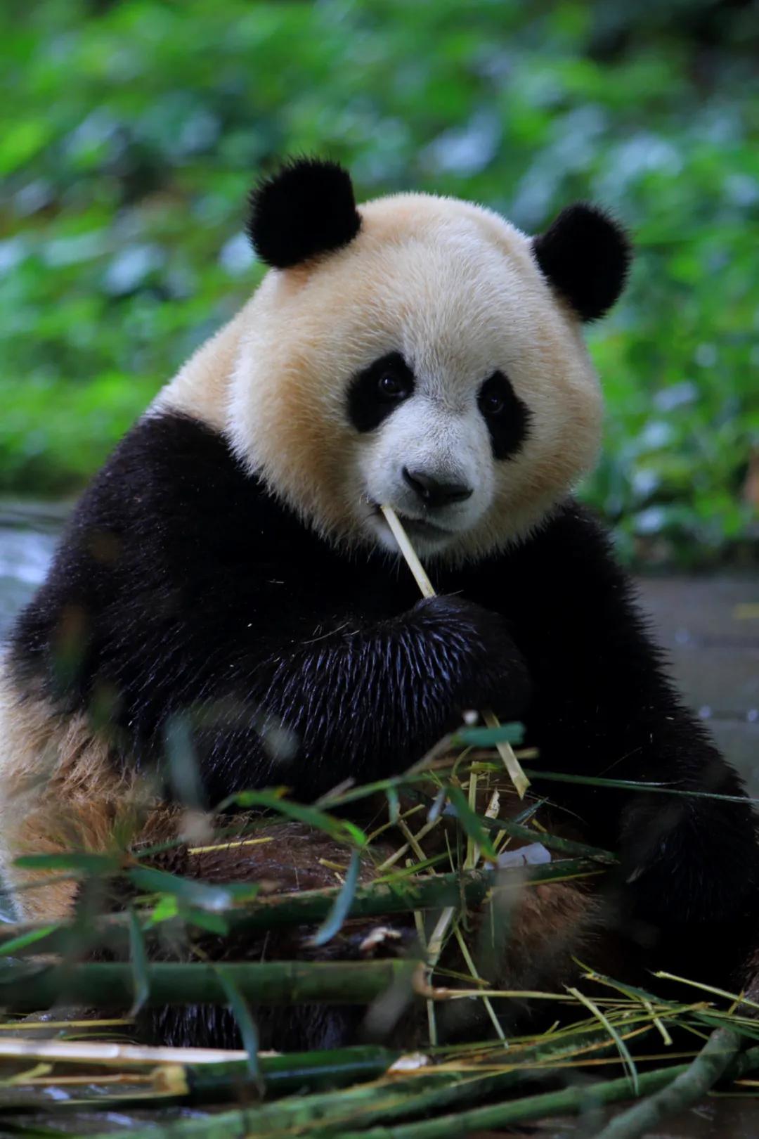 雅安这几天发生的车祸,这就是雅安原版