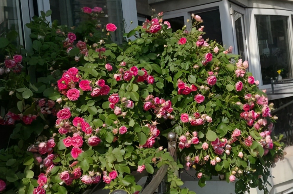 封闭阳台养哪些藤本月季,可以牵引做拱门的月季有哪些品种