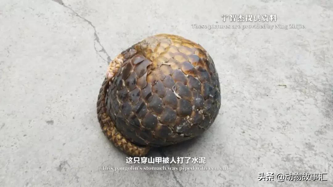 世界穿山甲日/专家建议对穿山甲等“生态灭杀”，我们坚决拒绝