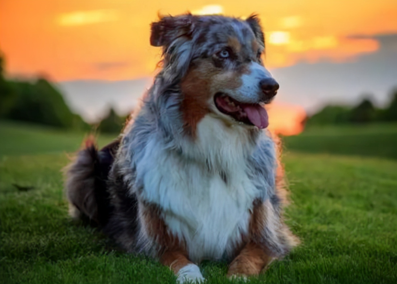 狗狗到处尿尿泰迪怎么教,狗狗总是在家定点撒尿怎么办