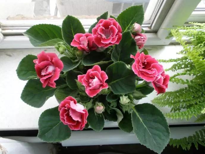 适合阳台养的四季开花有花香的花,花期长耐热耐寒又好养的花卉