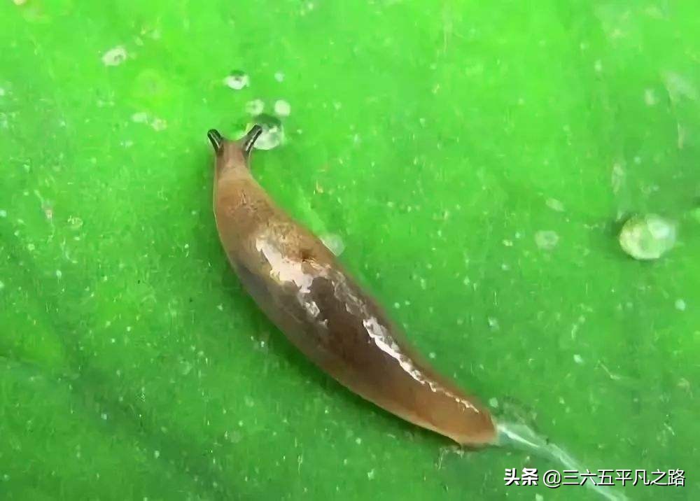 菜园蜗牛和鼻涕虫最好消灭方法,楼顶菜园鼻涕虫怎么彻底消灭