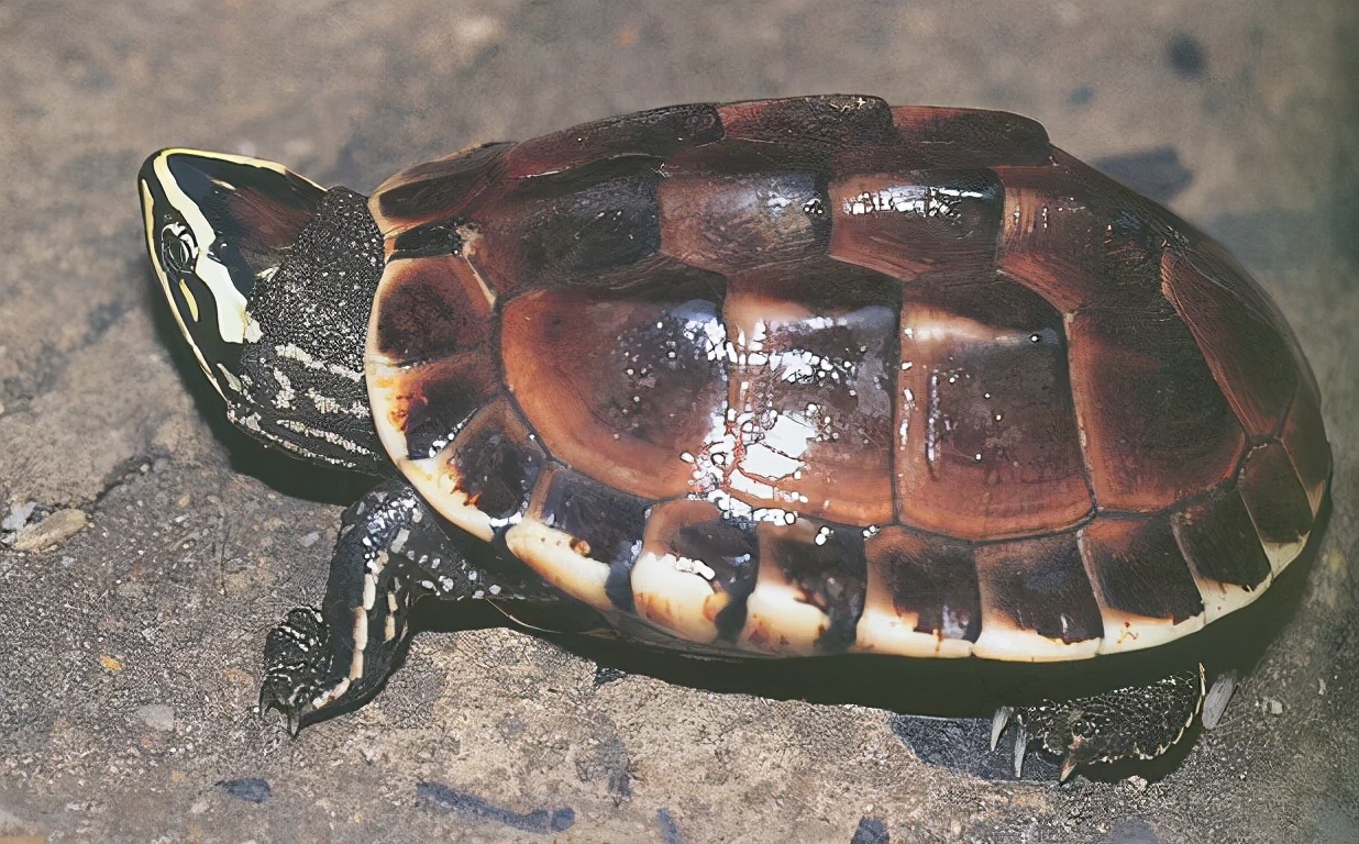 龟类大百科,大眼睛龟类