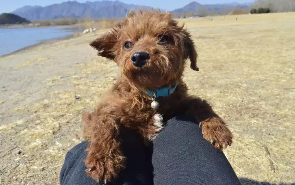 给它们一个家|线上宠物领养日,201903101