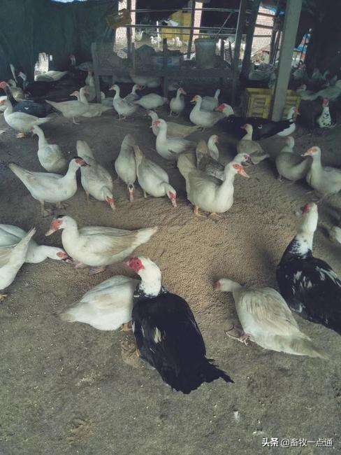 雏鸭霉菌毒素中毒,鸭毒梭菌中毒怎么治