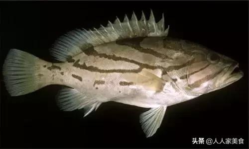 最好的十种石斑鱼,最漂亮的几种石斑鱼