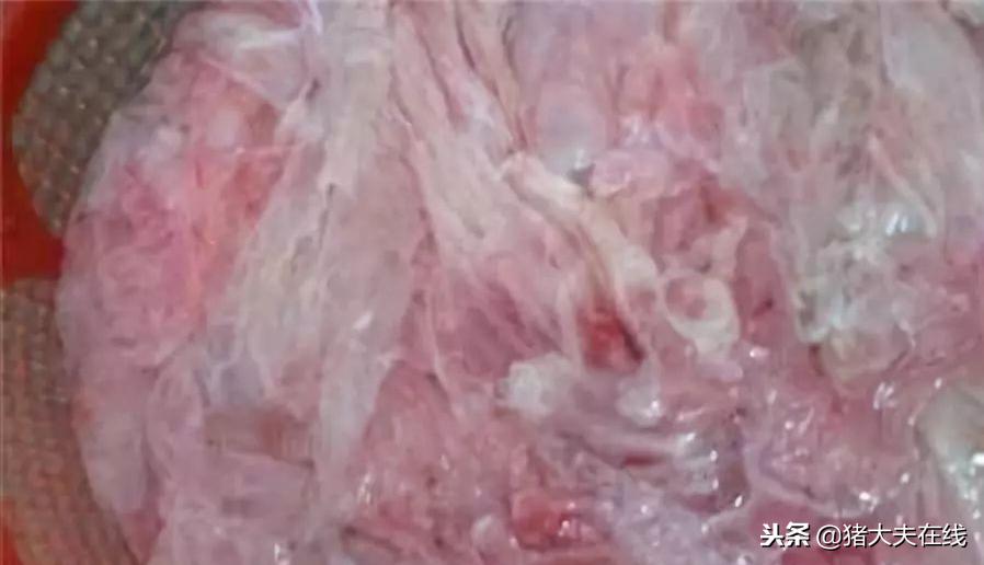 根据母猪胎衣情况看猪病,根据母猪胎衣诊断猪病