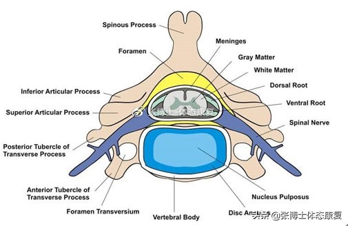 运动腰肌损伤怎么恢复,运动康复腰椎失稳