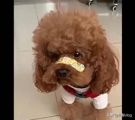 主人嫌狗放屁臭,主人怀疑泰迪放屁