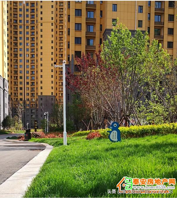 泰山区足球比赛中小学,2019年泰山杯