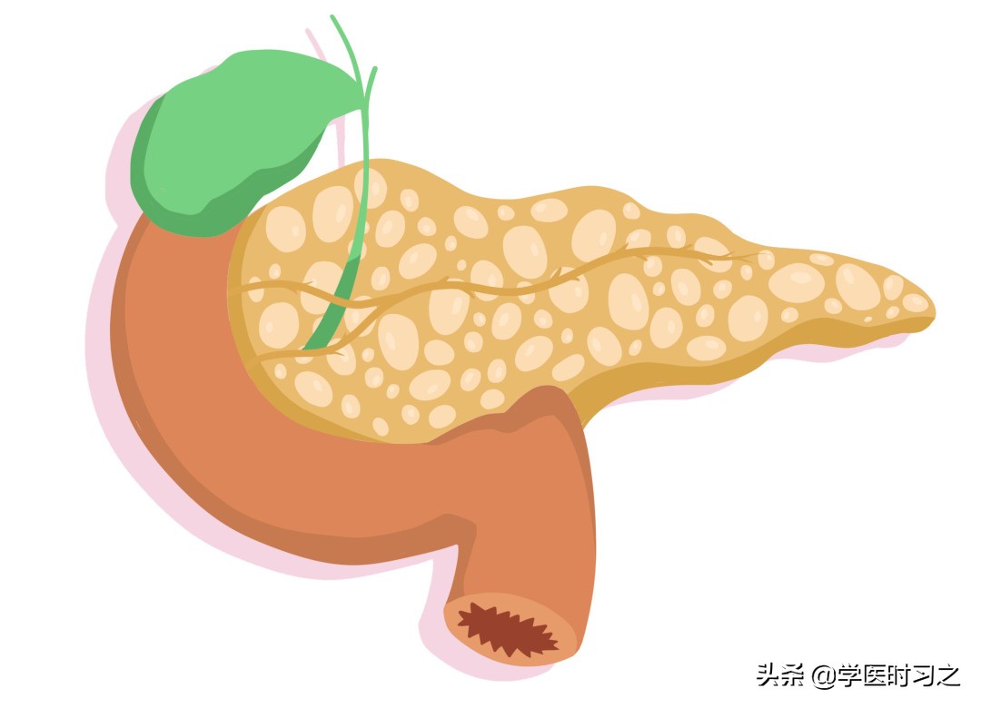 食物变成大便是什么过程,食物变成大便所需要的时间