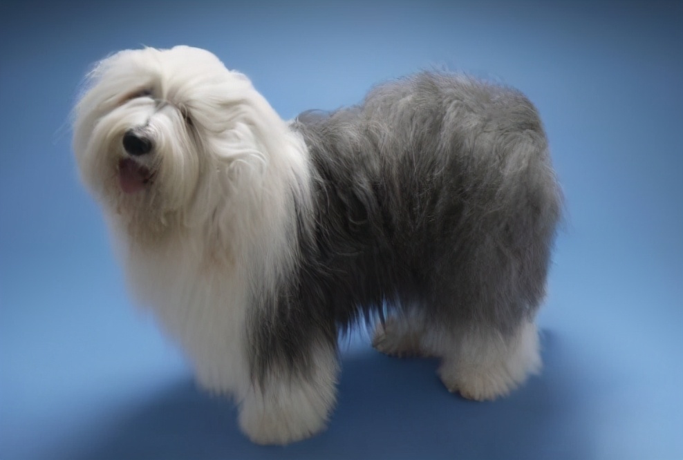 狗狗冬天暖宝宝,适合抱着睡觉的狗狗