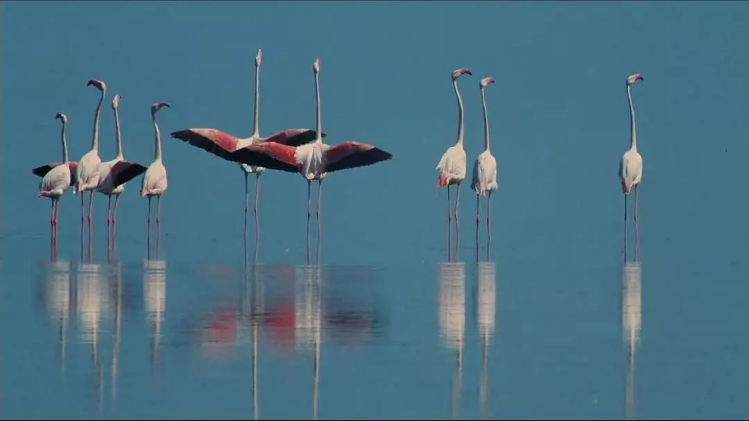记录中国各种珍稀动物的纪录片,20分钟大自然动物世界纪录片