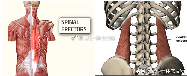 体态矫正拉伸训练,腰方肌拉伸骨盆
