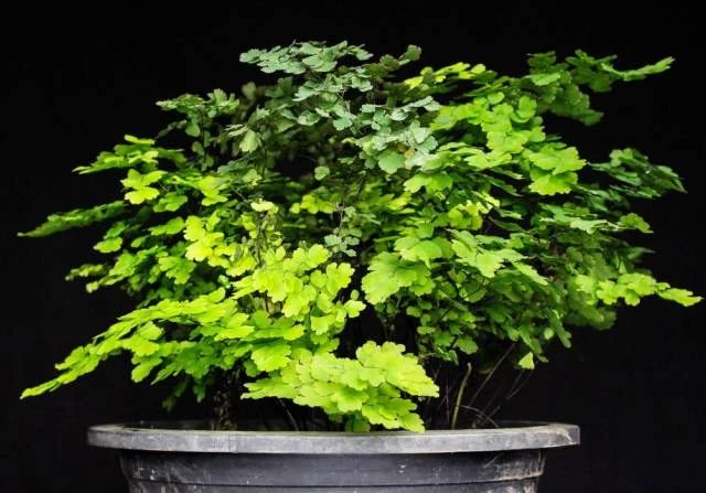 铁线蕨类植物如何繁殖,铁线蕨的养护方法及注意事项