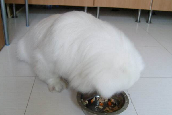 小狗狗感冒了，需要及时用药，一般10天之内可以痊愈！