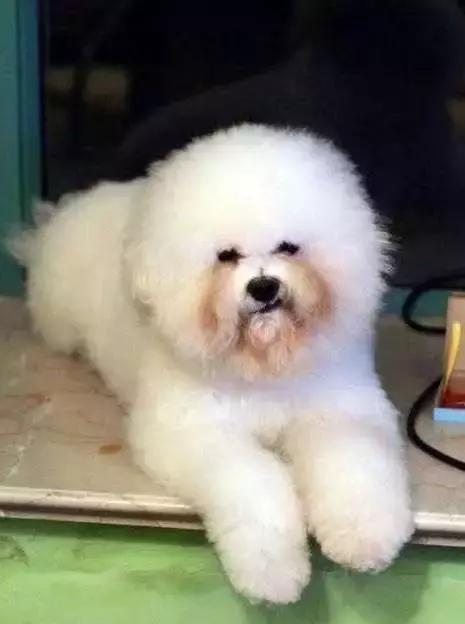 福懋宠物医院驱虫,福懋宠物医院母狗绝育