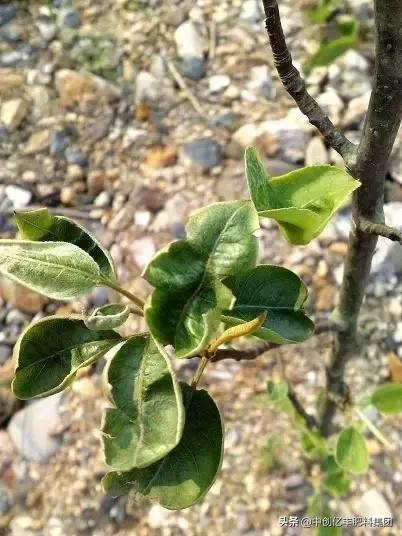 果树新叶打卷怎么办,果树卷叶烂叶怎么办