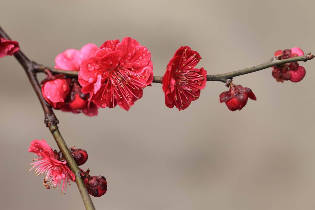 盆栽梅花修剪方法图解大全,盆栽梅花花后修剪